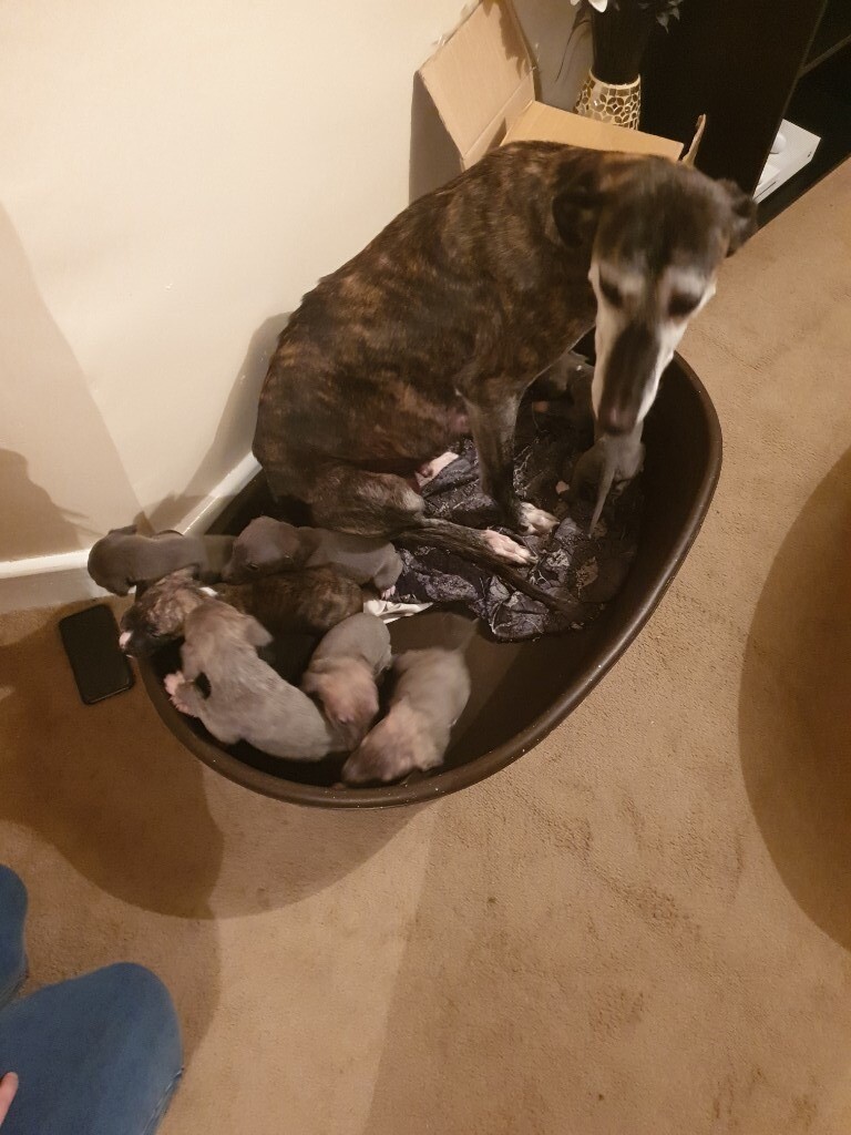 whippet puppies gumtree
